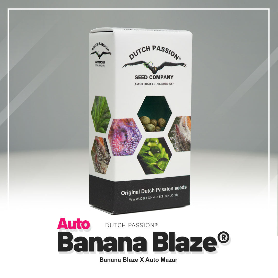 Auto Banana Blaze Samen Verpackung