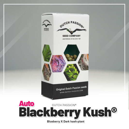 Auto Blackberry Kush Samen Verpackung