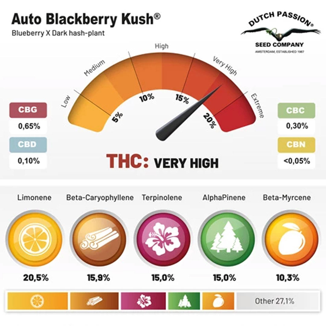 Auto Blackberry Kush Infos