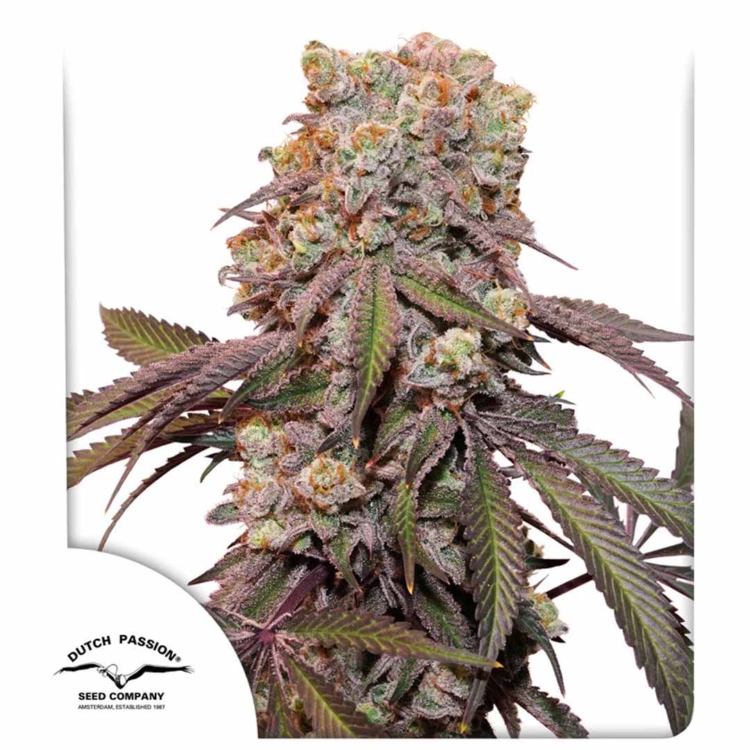 Auto Candy Bubatz Pflanzen