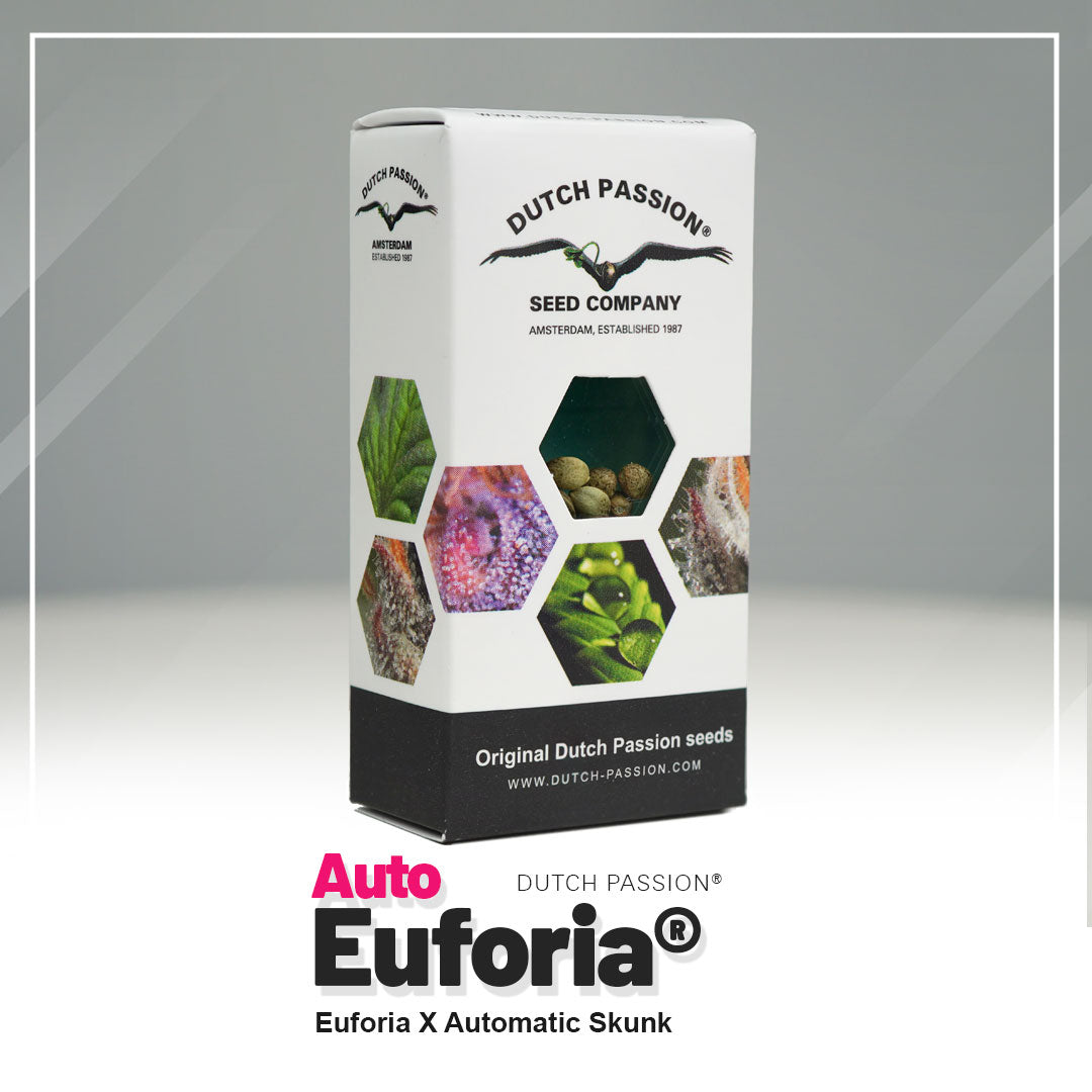 Auto Euforia Samen in der Verackung