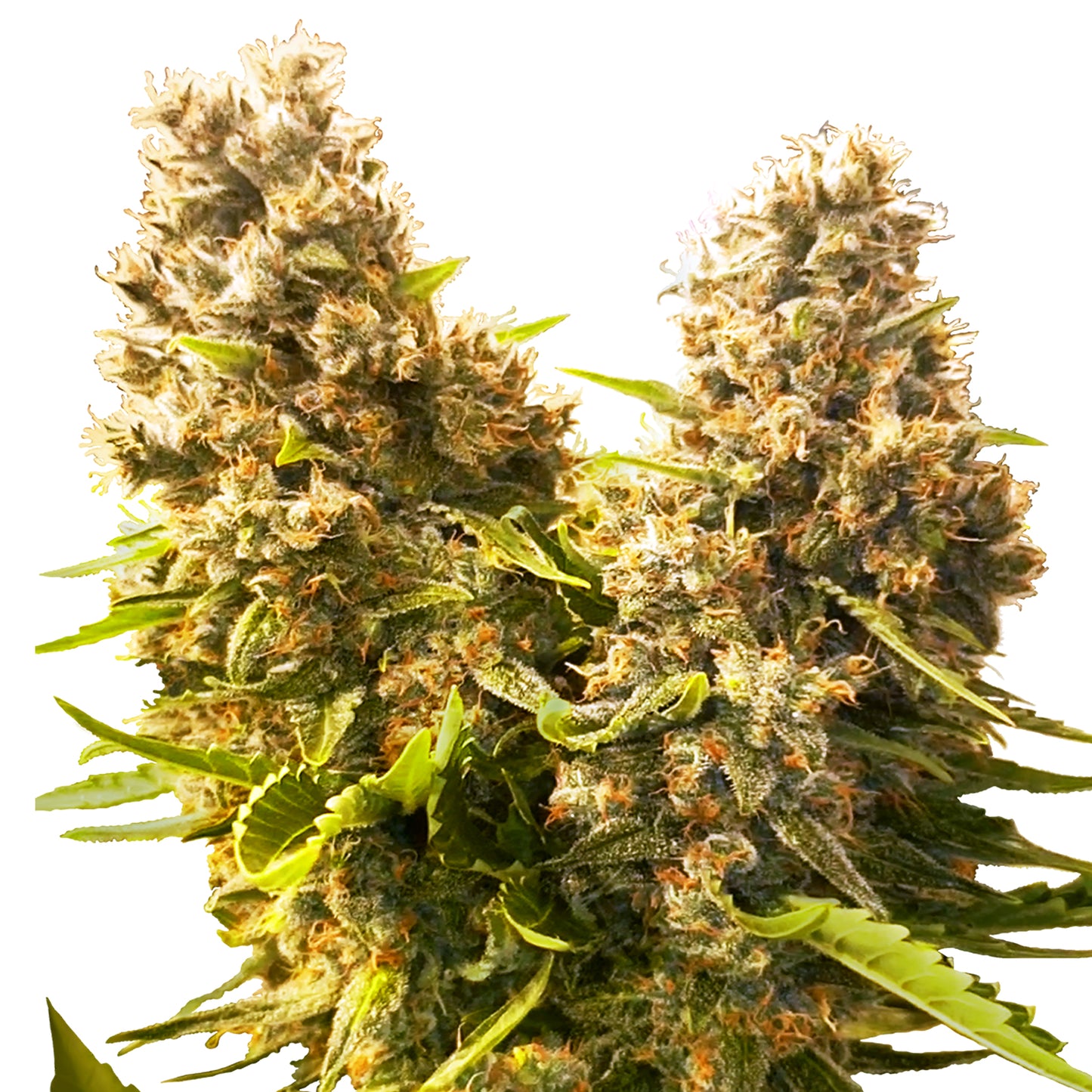 Hanfsamen Banana Kush Cake Automatic Pflanze