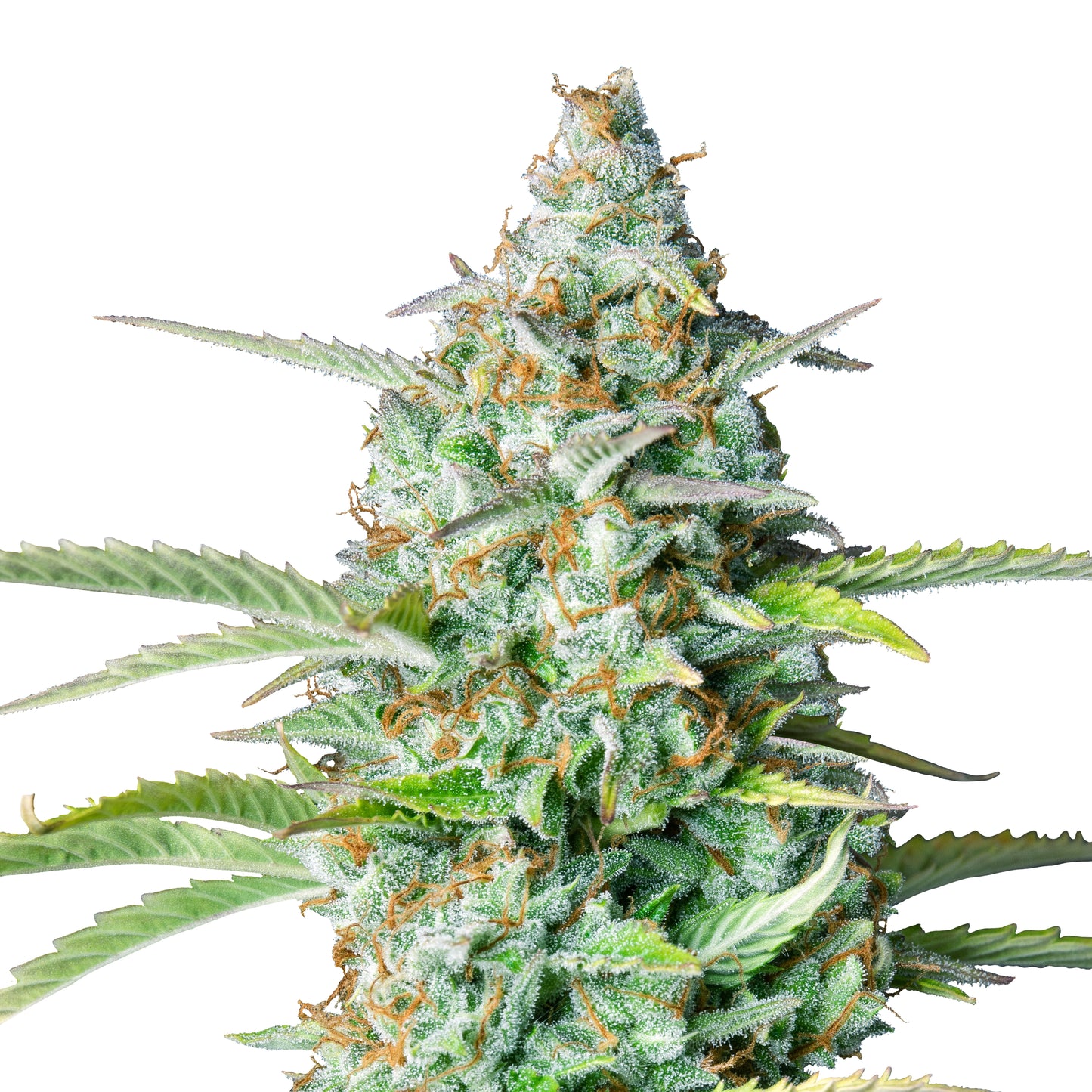 Hanfsamen Northern Light Automatic Pflanze