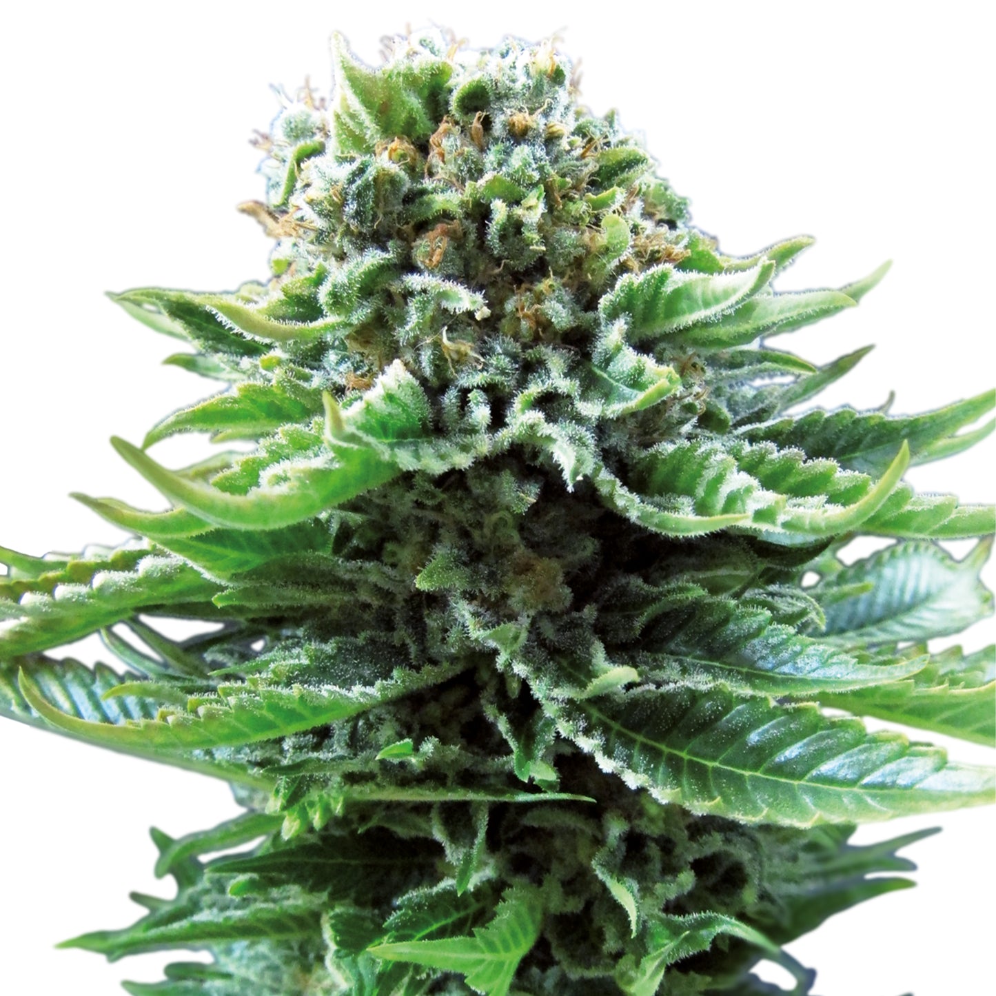 Hanfsamen Northern Lights Automatic Pflanze