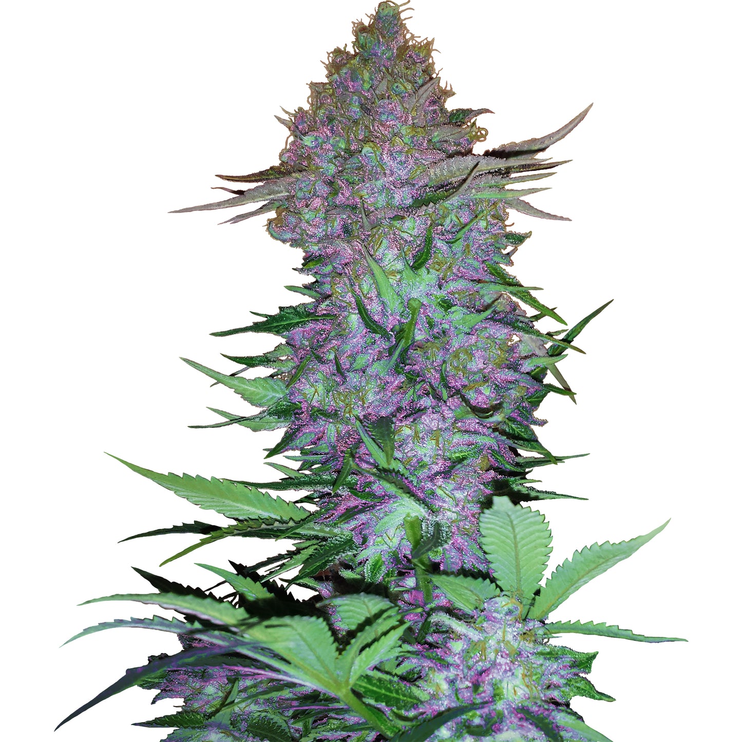 Hanfsamen Purple Skunk Automatic Pflanze