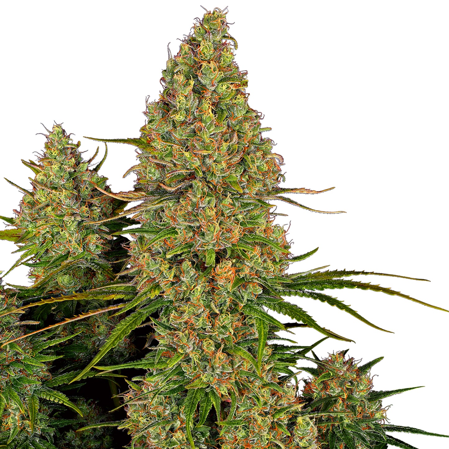 Hanfsamen Sticky Orange XXL Automatic Pflanze