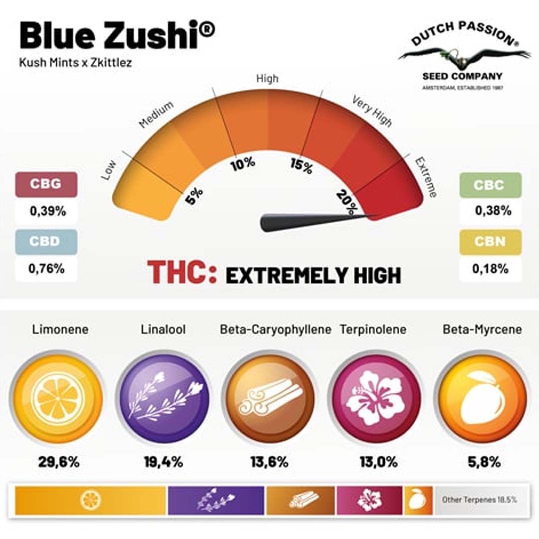 Hanfsamen Blue Zushi (beruhigend, neue Sorte 2024)