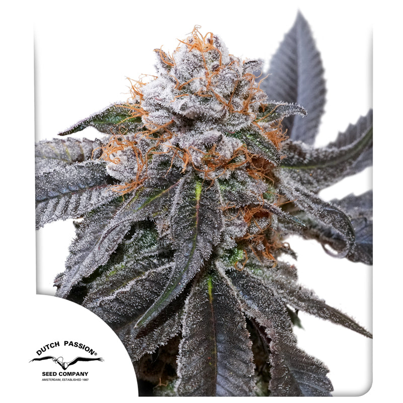 Hanfsamen Blue Zushi Pflanze