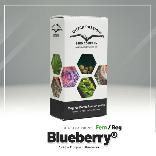 Hanfsamen Blueberry Verpackung