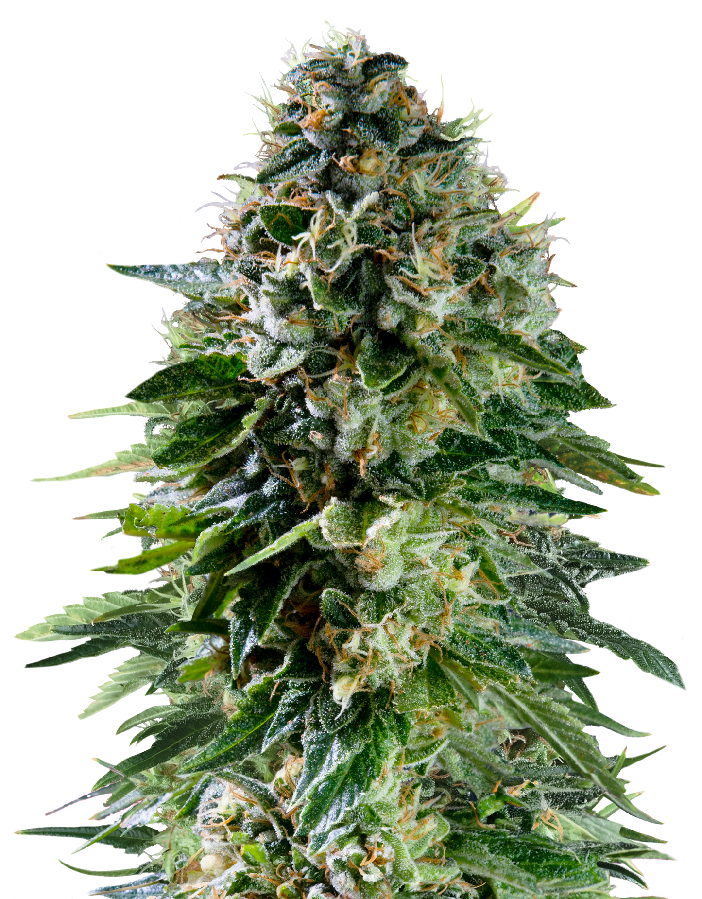 Hanfsamen Corkscrew Auto x Mike Tyson Pflanze