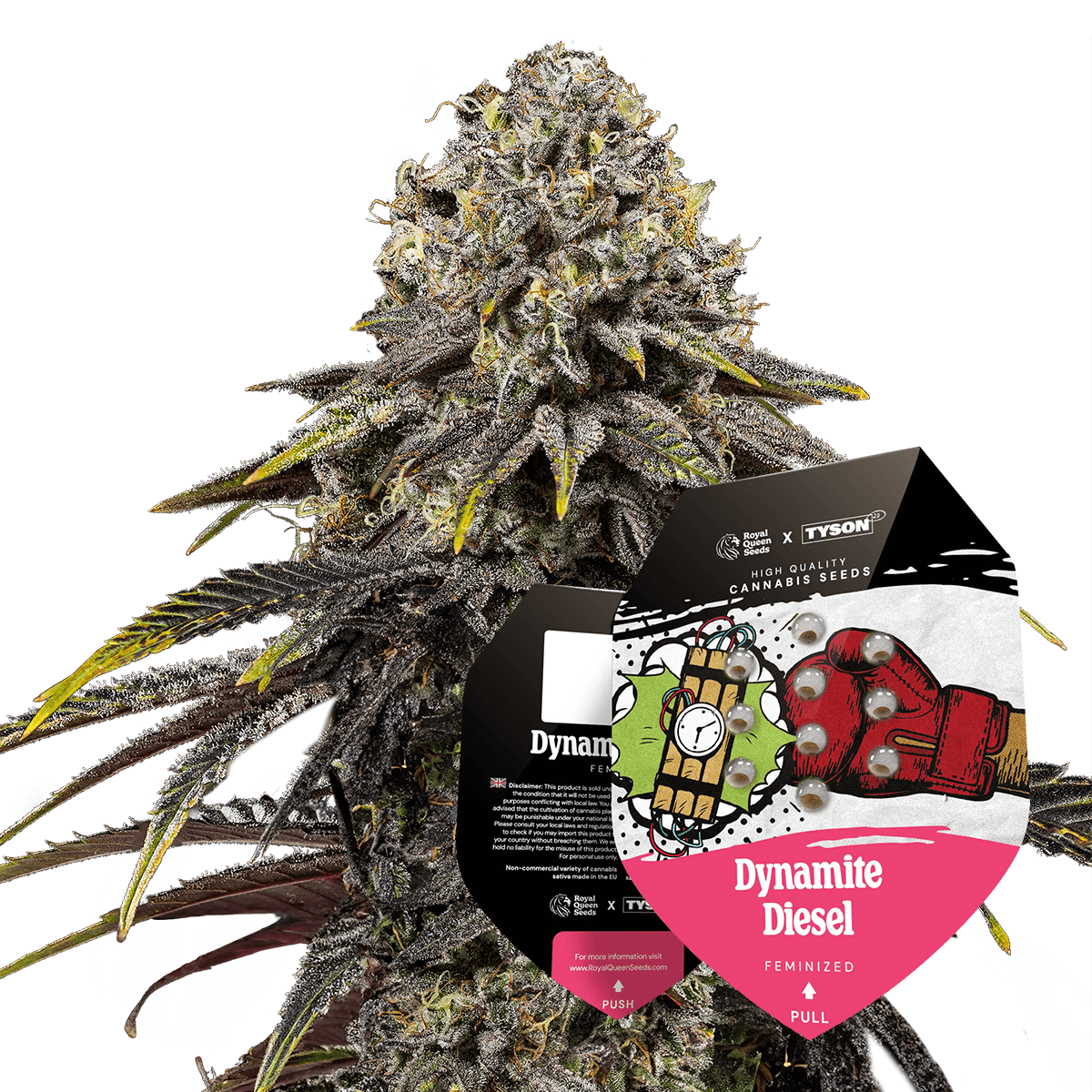 Hanfsamen Dynamite Diesel x Mike TysonVerpackung + Pflanze
