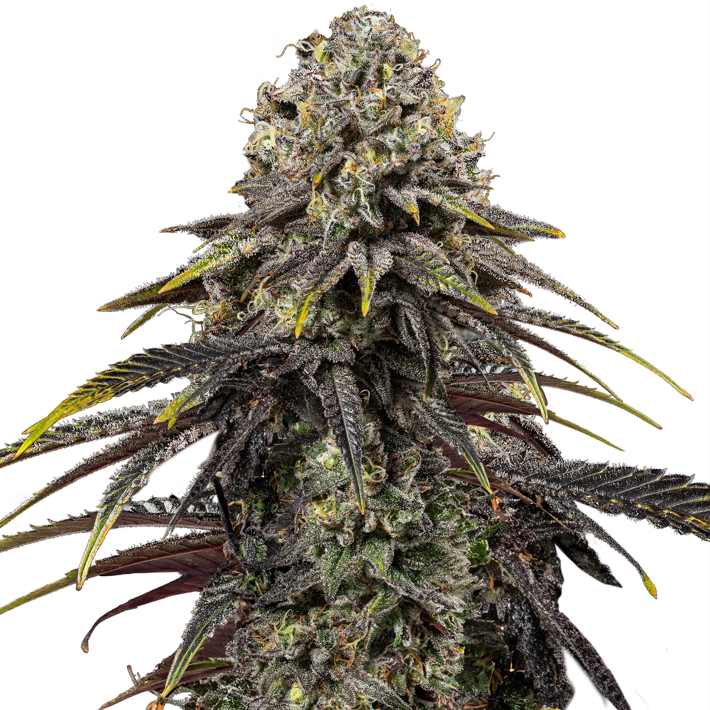 Hanfsamen Dynamite Diesel x Mike Tyson Pflanze
