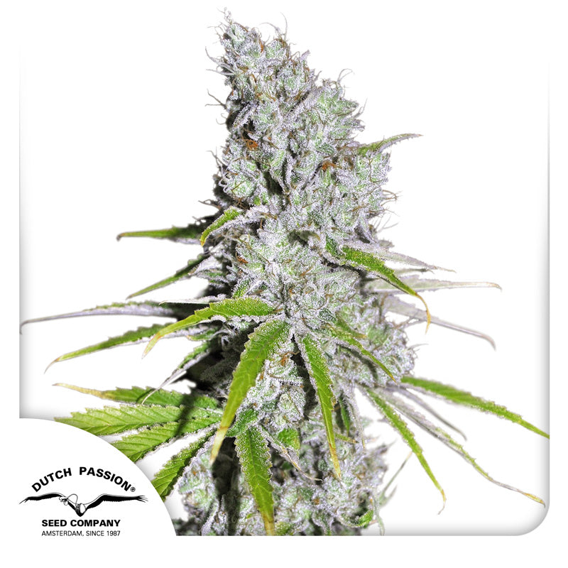 Hanfsamen CBD Skunk Haze Pflanze