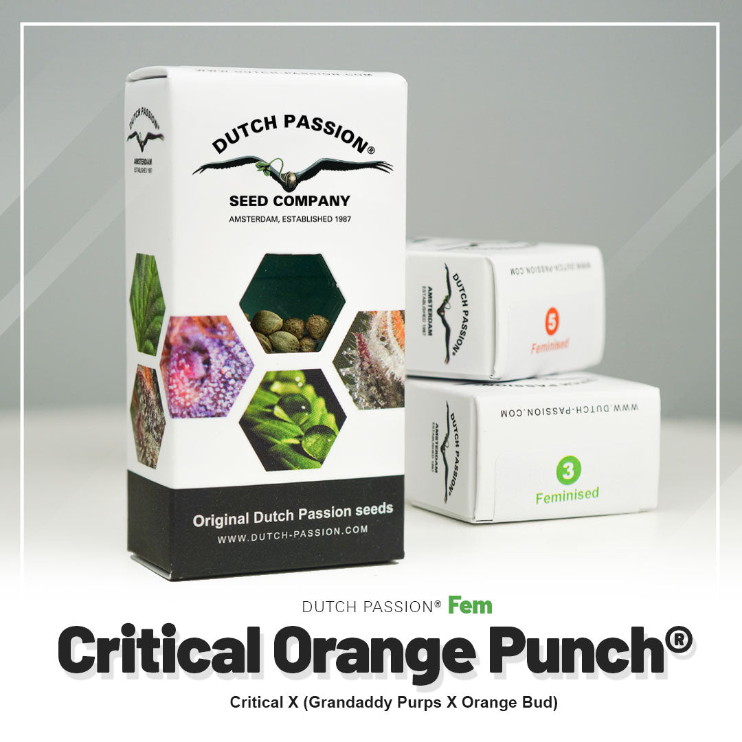 Hanfsamen Critical Orange Punch Verpackung