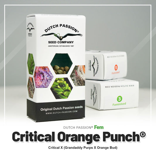 Hanfsamen Critical Orange Punch Verpackung