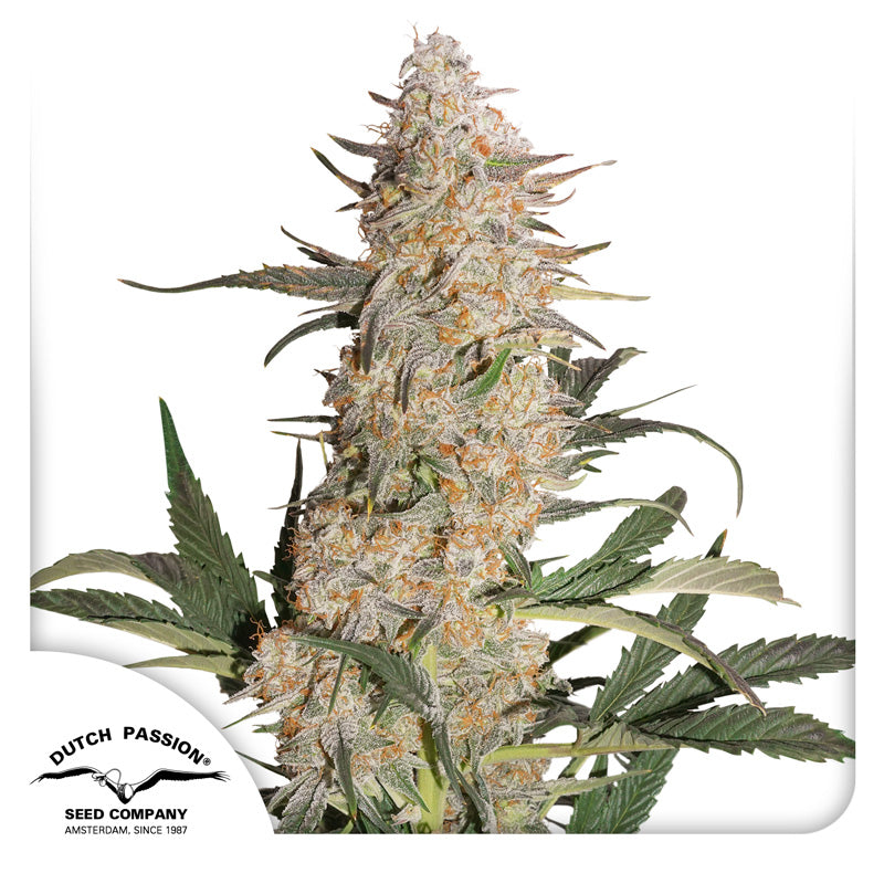 Hanfsamen Critical Orange Punch Pflanze