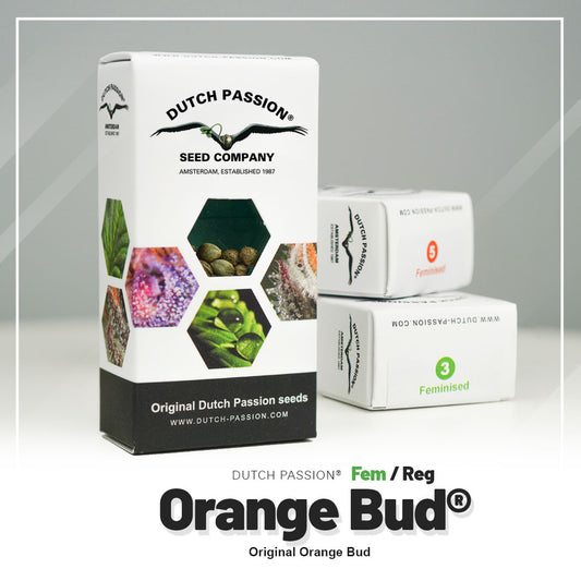 Hanfsamen Orange Bud Verpackung