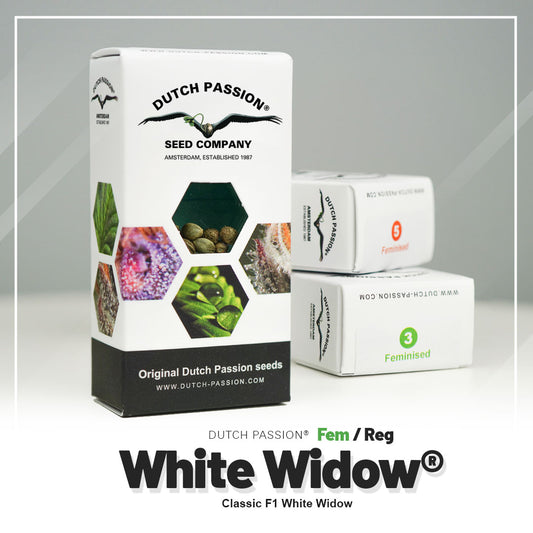 Hanfsamen White Widow Verpackung