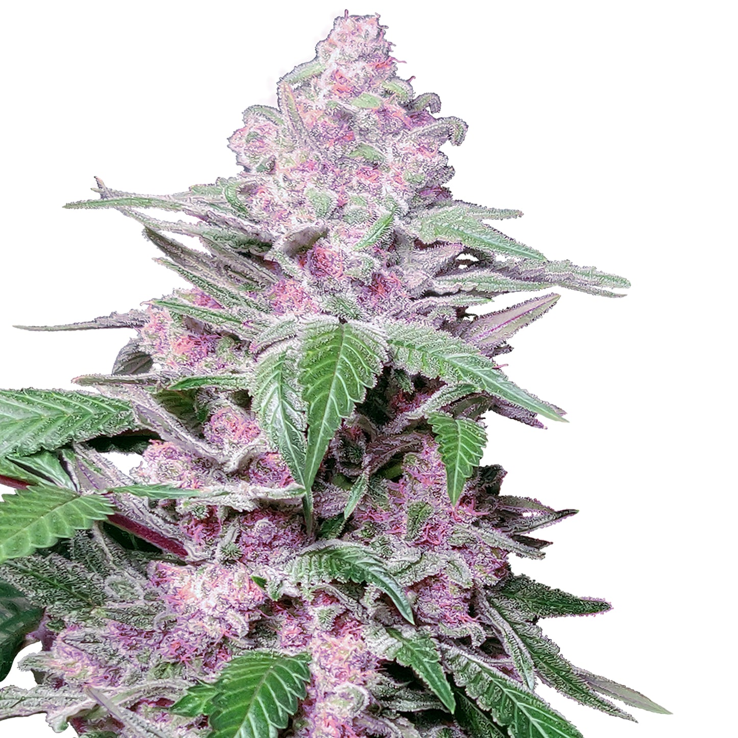 Hanfsamen Purple Cookie Kush Pflanze