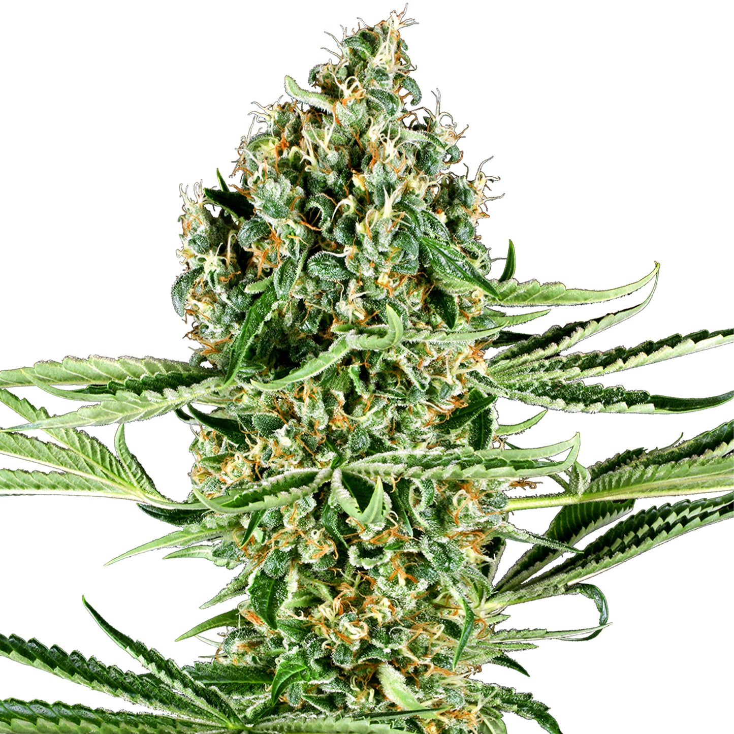 Hanfsamen Critical Runtz Pflanze