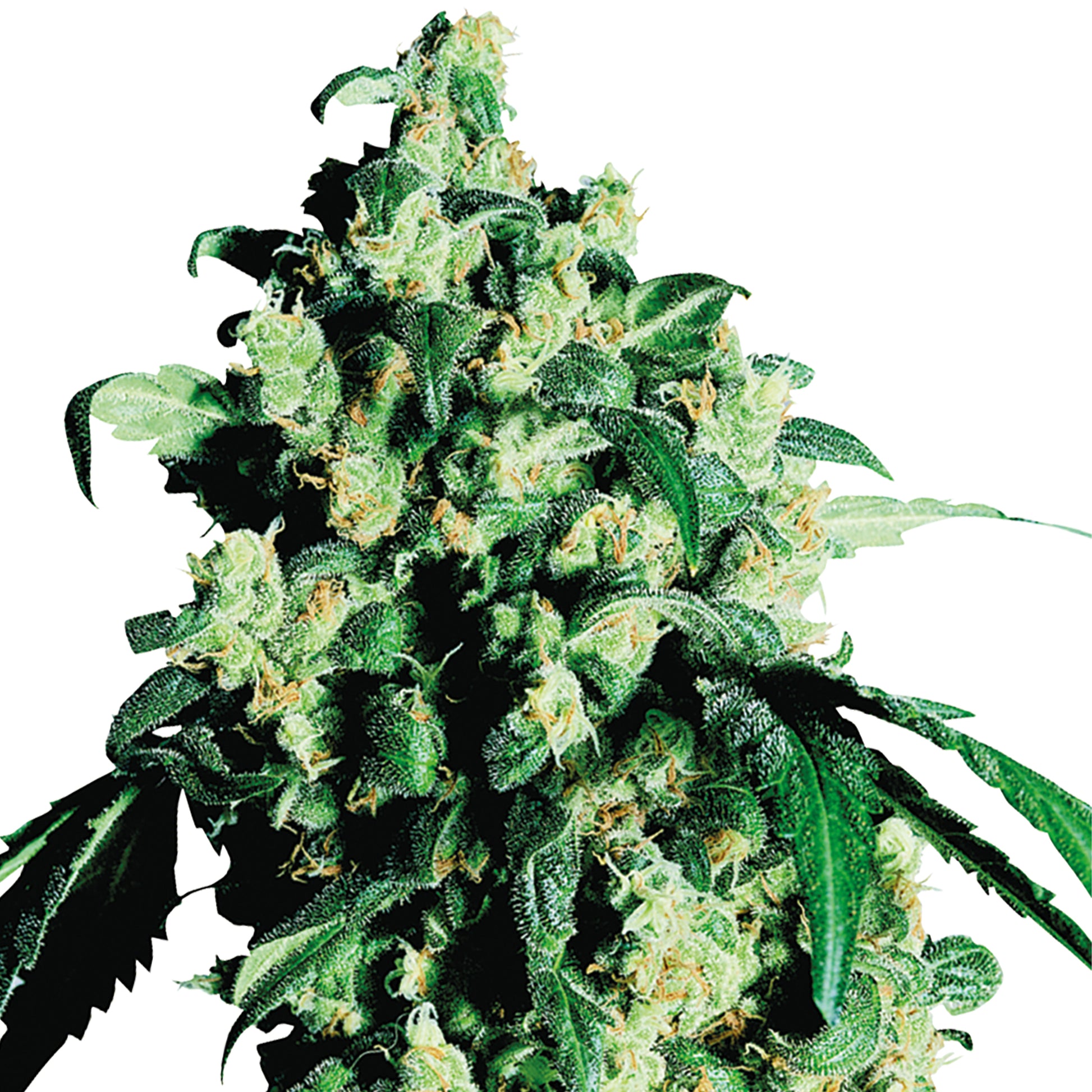 Hanfsamen Super Skunk Pflanze