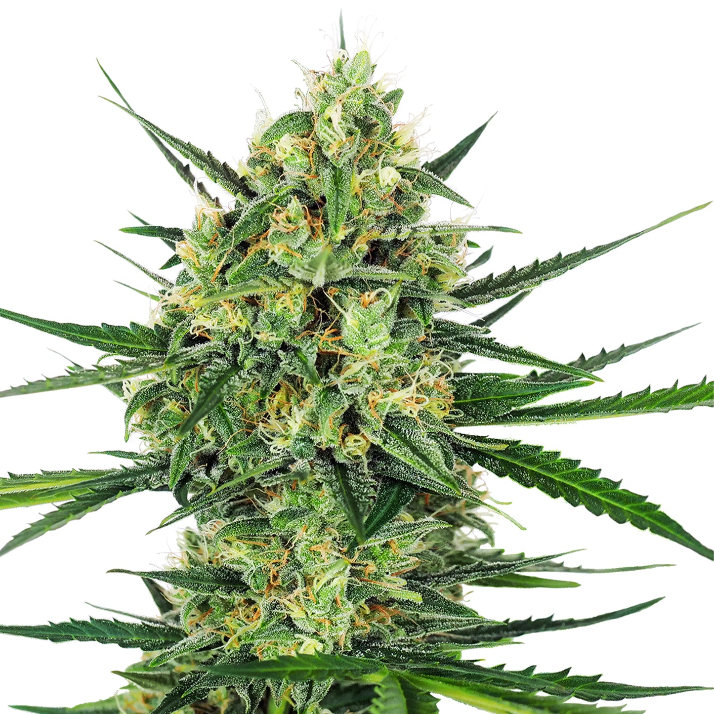 Hanfsamen Sweet Cherry Kush Pflanze