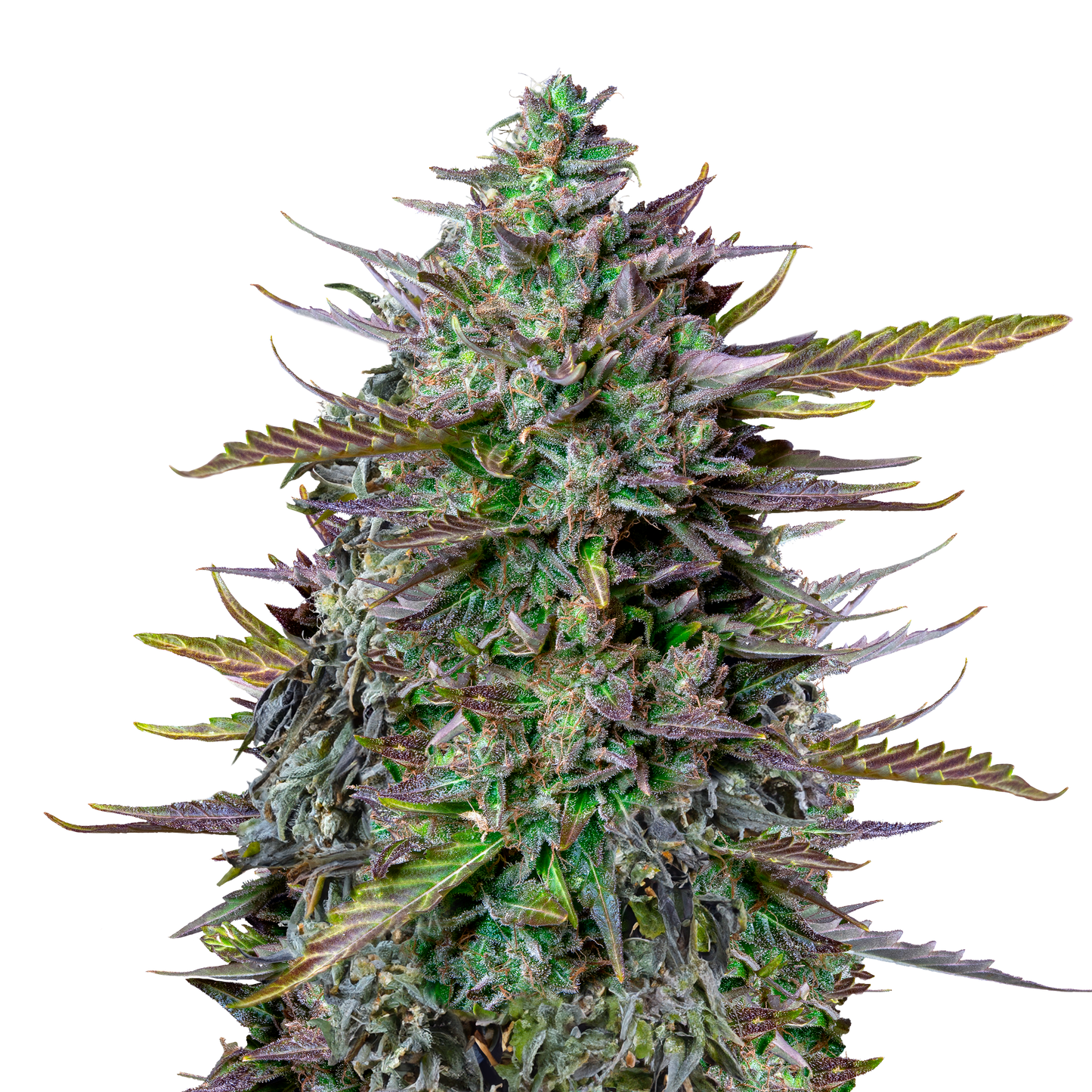 Hanfsamen GOAT'lato Auto x Mike Tyson Pflanze