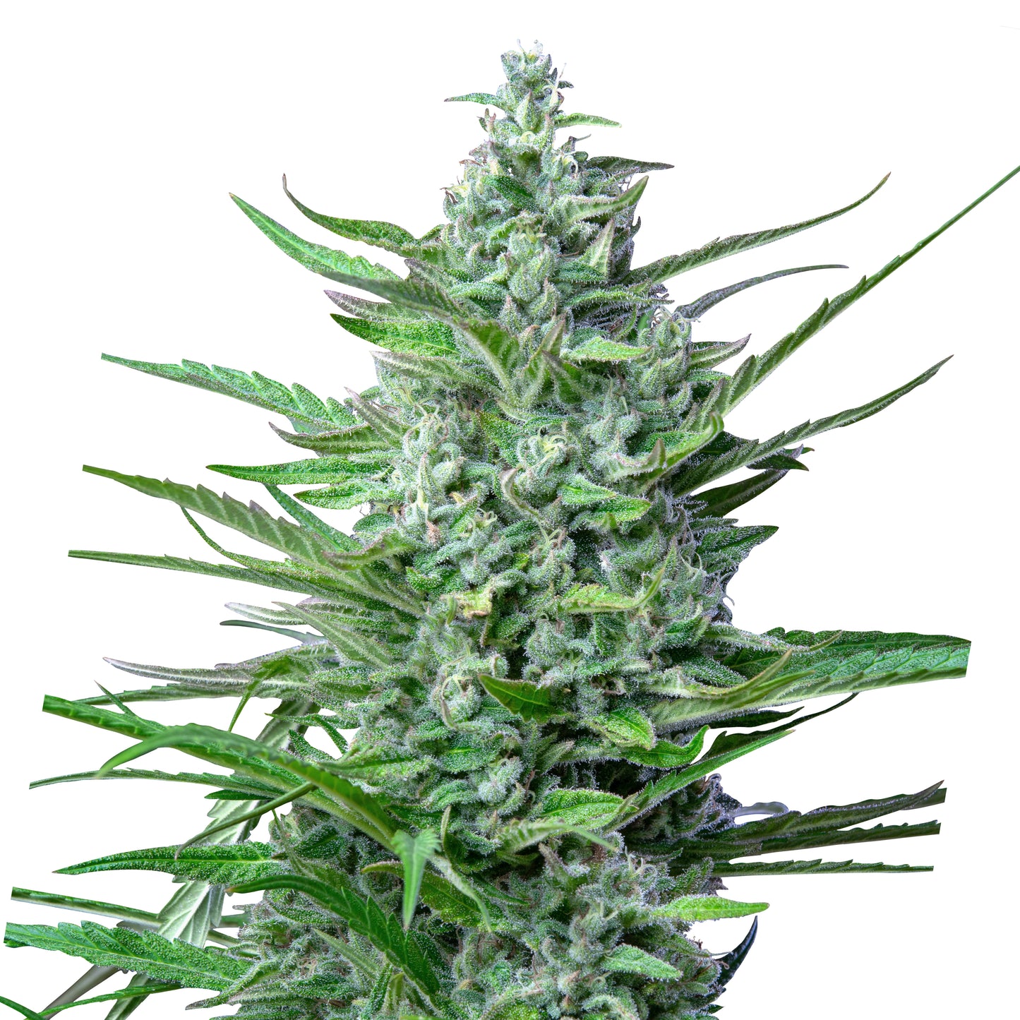 Hanfsamen Special Kush 1 Pflanze
