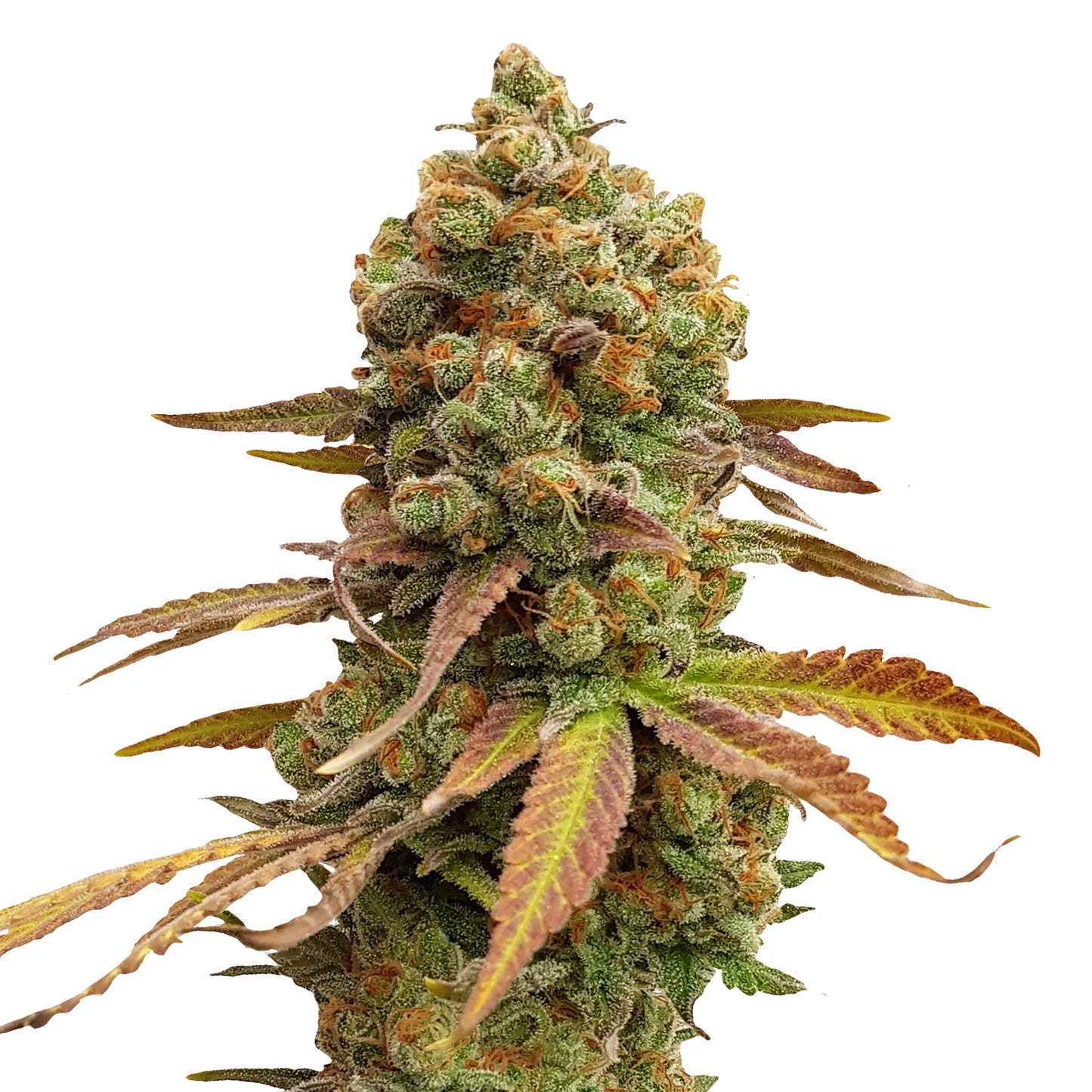 Hanfsamen Special Kush 1 Pflanze