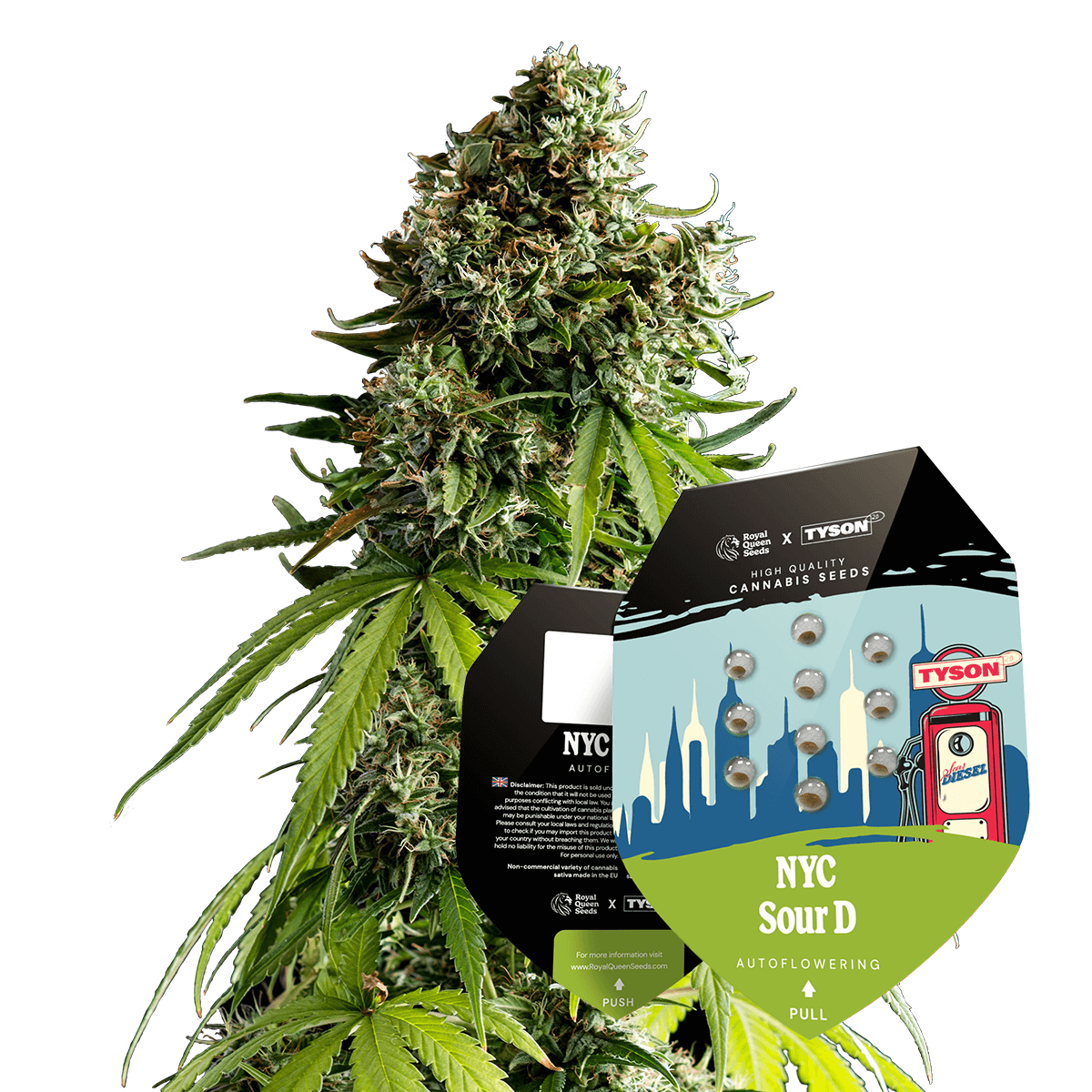 Hanfsamen NYC Sour D Auto x Mike Tyson Verpackung + Pflanze