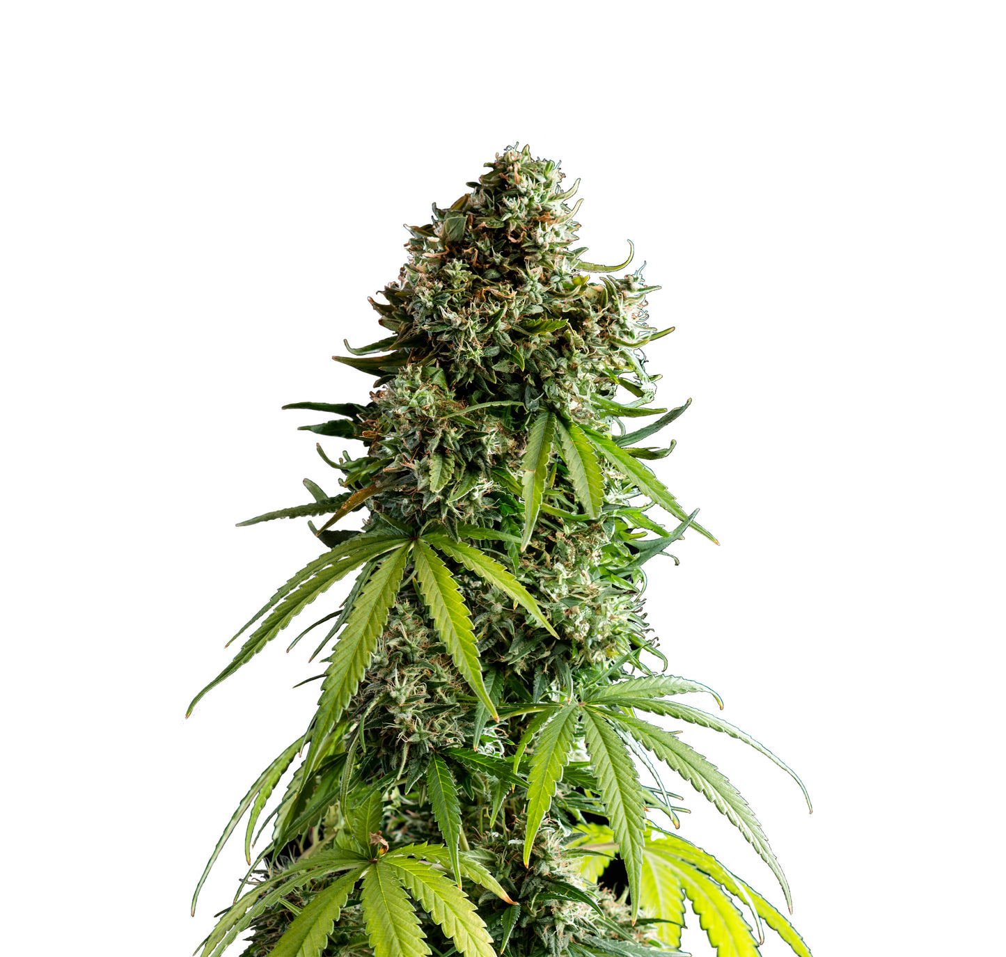 Hanfsamen NYC Sour D Auto x Mike Tyson Pflanze