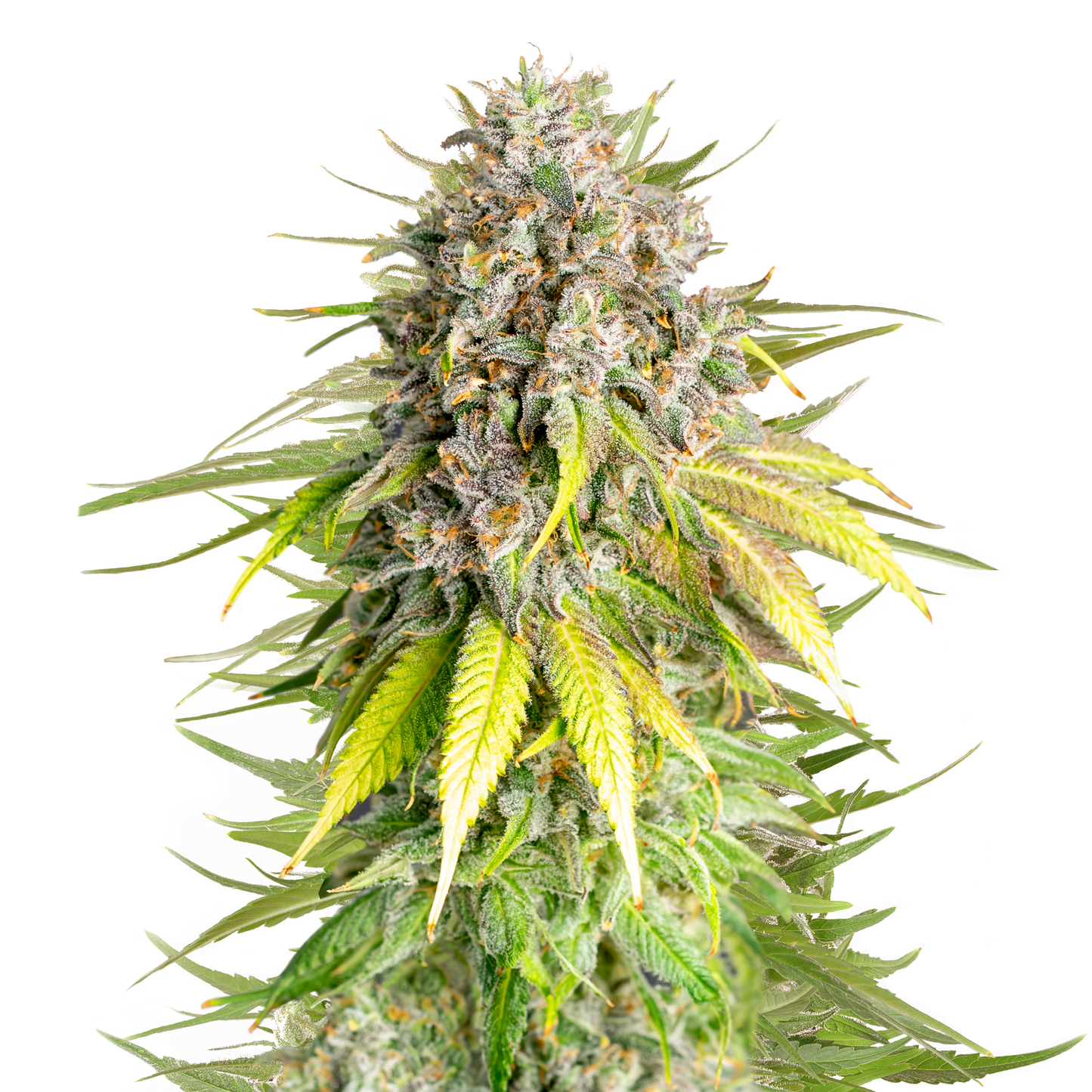 Hanfsamen Punch Pie x Mike Tyson Pflanze