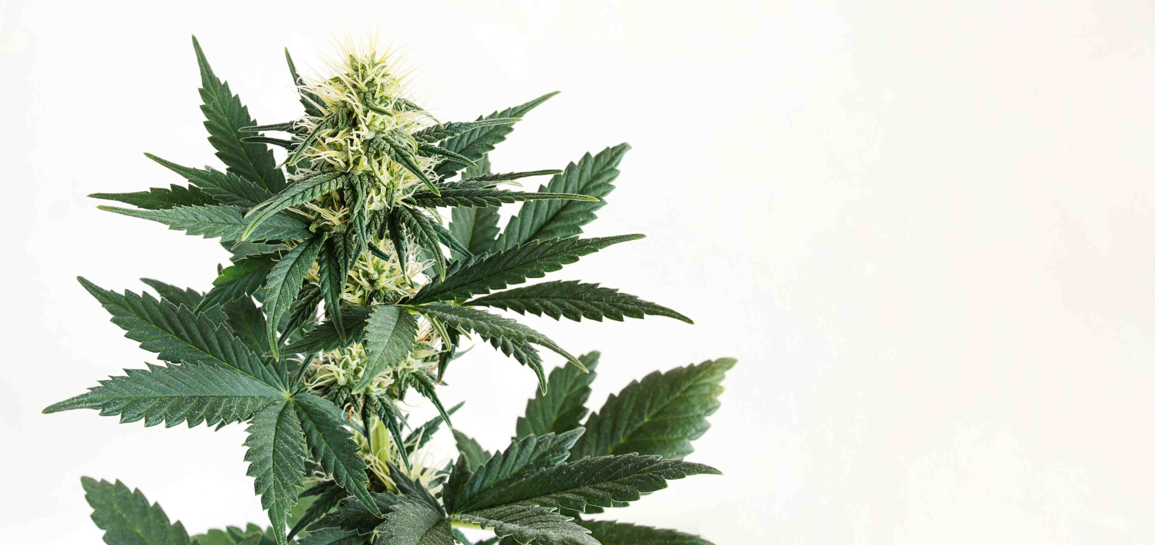Cannabis Pflanze