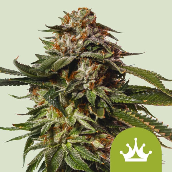 Hanfsamen Special Kush 1 Pflanze