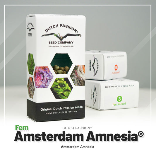 Hanfsamen Amsterdam Amnesia (erhebend)