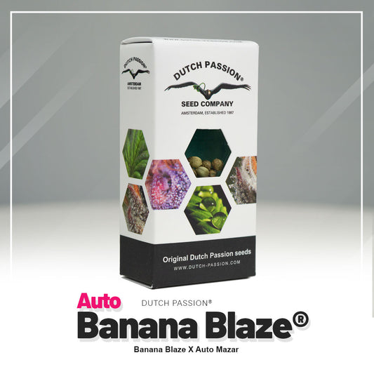 Auto Banana Blaze Samen Verpackung