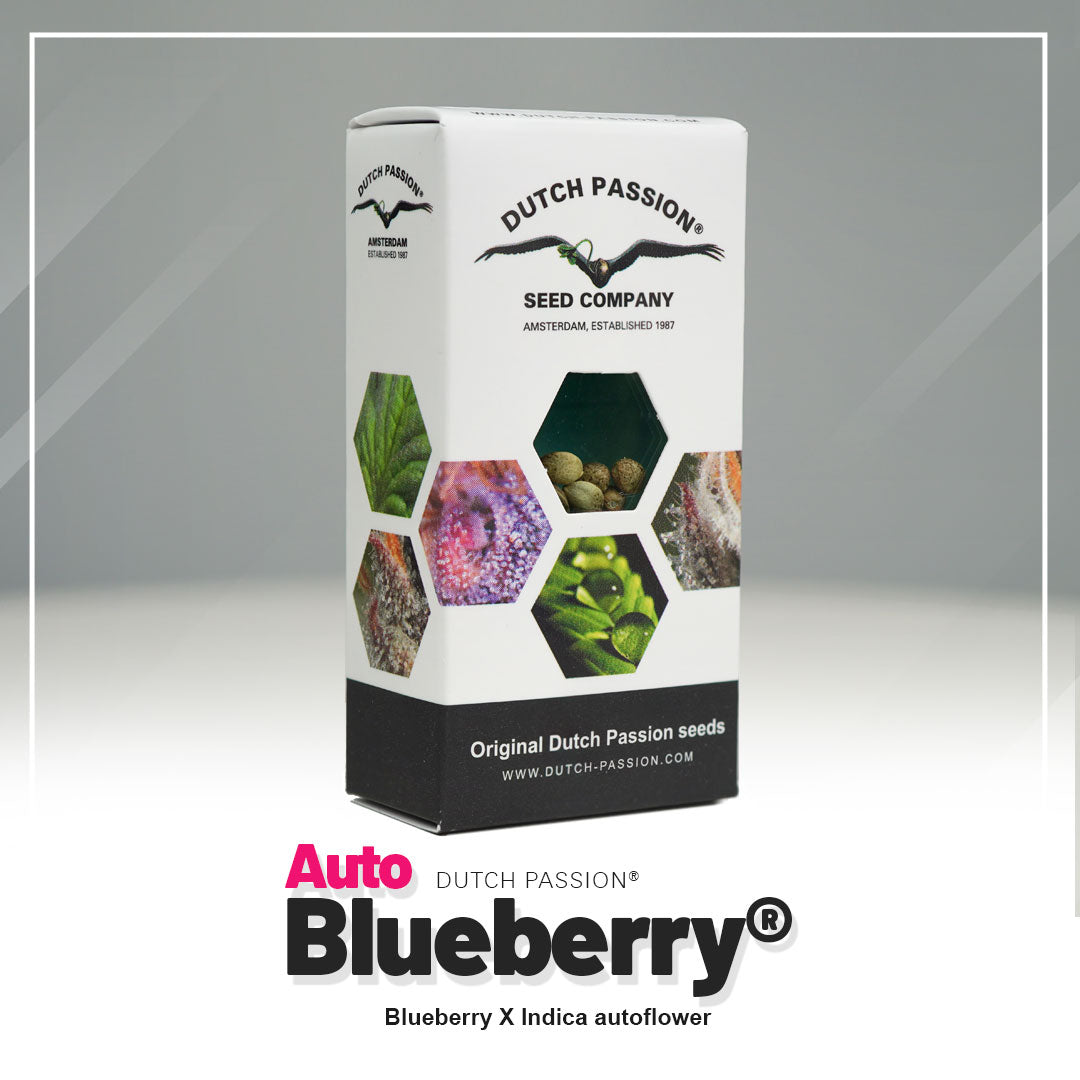 Auto Blueberry Samen Verpackung