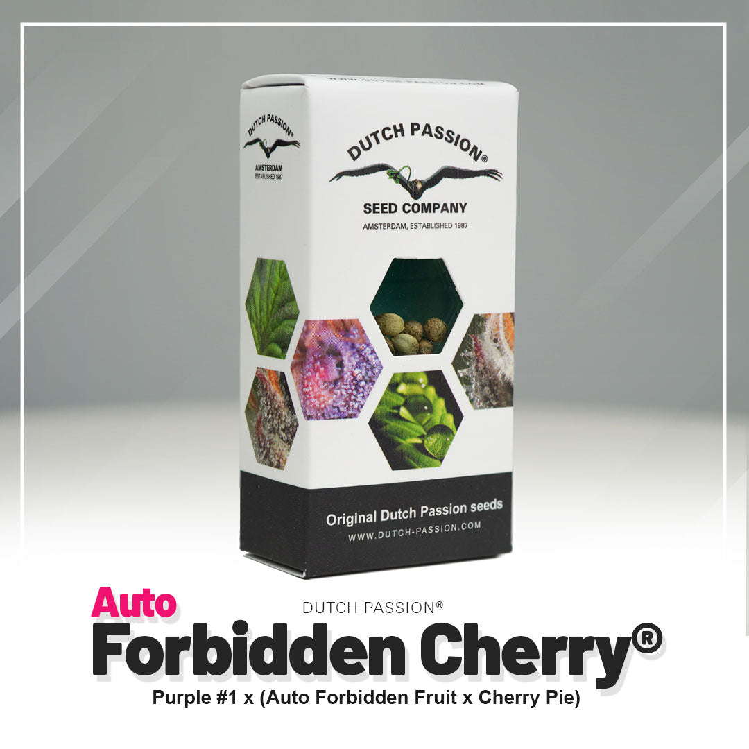 Hanfsamen Auto Forbidden Cherry (entspannend)