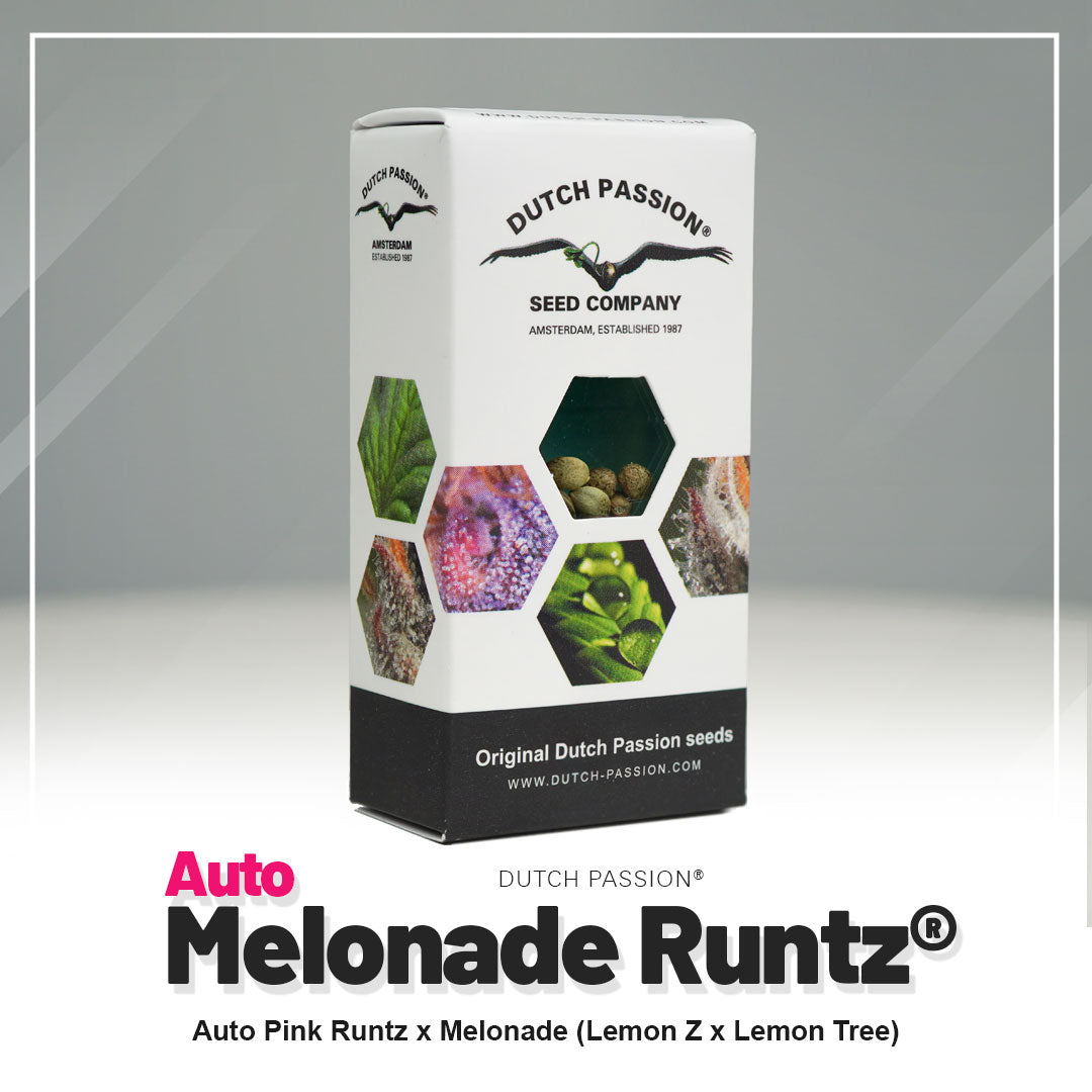 Hanfsamen Auto Melonade Runtz Verpackung