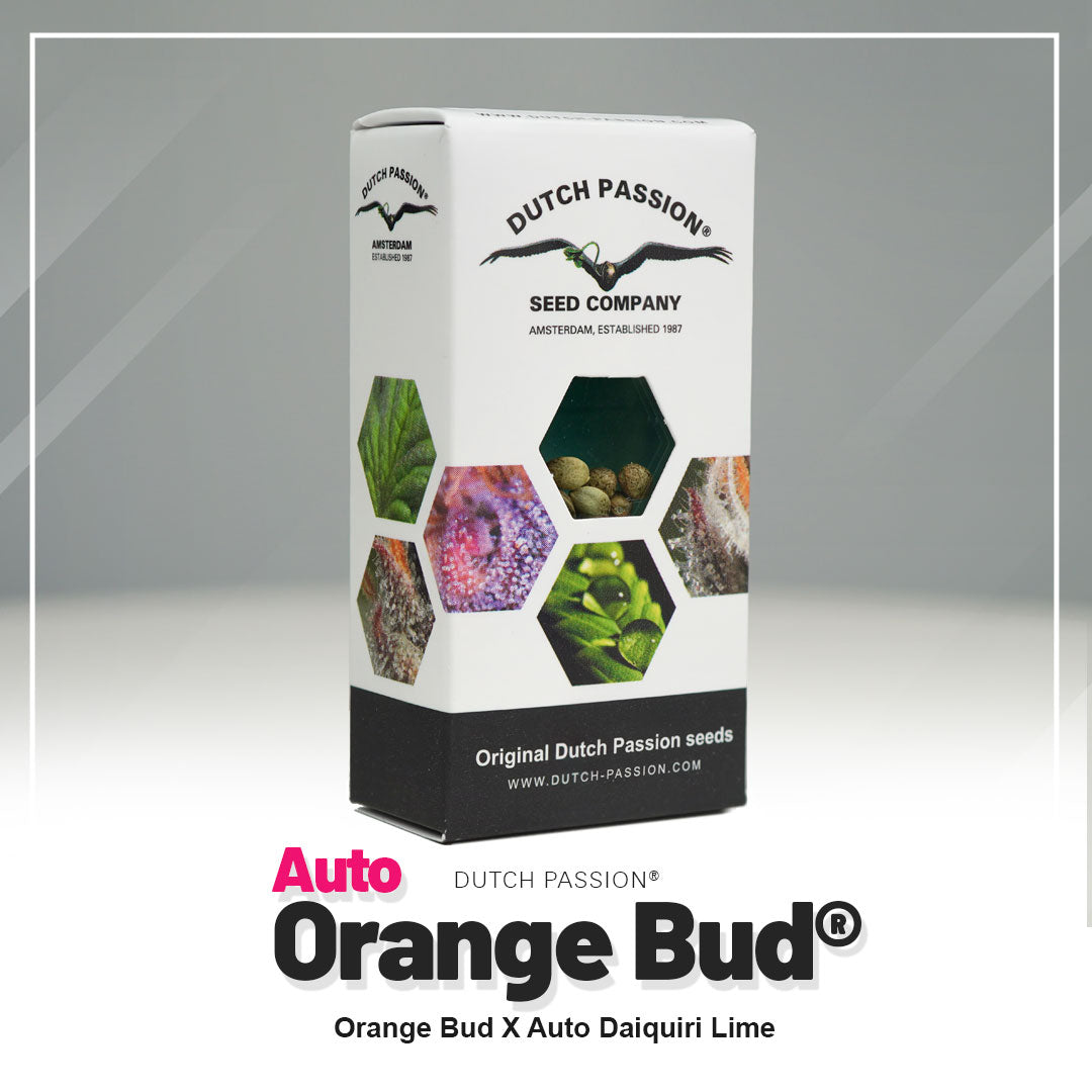 Hanfsamen Auto Orange Bud Verpackung