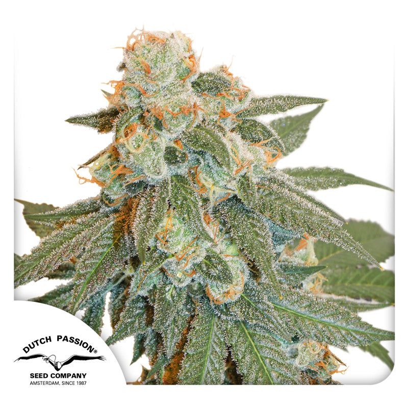 Hanfsamen Auto Orange Bud (enspannend und euphorisch)