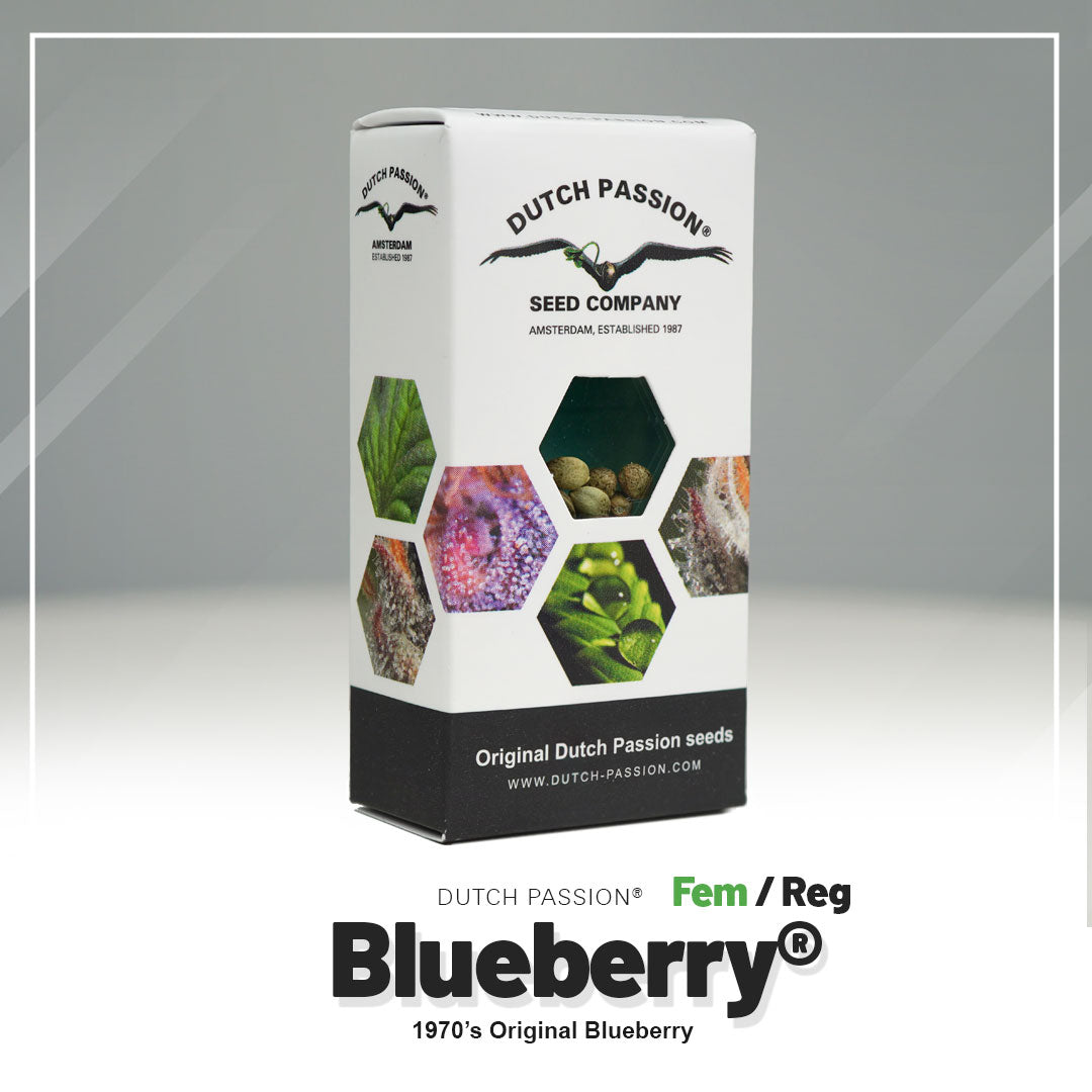 Hanfsamen Blueberry Verpackung