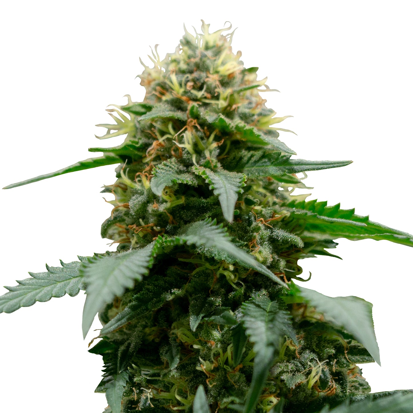 Hanfsamen White Widow Auto Pflanze